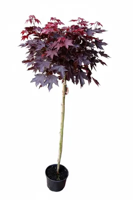Produktbild von Blutahorn Hochstamm – roter Kugel Ahorn Stämmchen winterhart – 180–190 cm – Acer platanoides ‘Crimson Sentry’