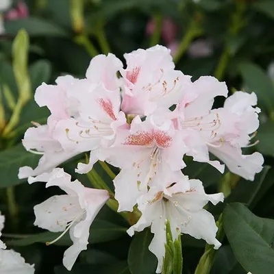 Produktbild von Rhododendron 'Cunningham White' | 60-80 cm in Container