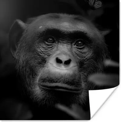 Produktbild von MuchoWow® Poster Tiere - Affe - Dschungel - Schwarz - Weiß 50x50 cm - Wohnzimmerdekoration