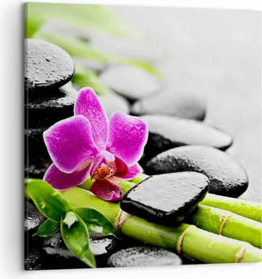 Produktbild von Bild auf Leinwand - Leinwandbild - Pflanze Steine Bambus Spa - 50x50cm - Wand Bild - Wanddeko - Leinwanddruck - Bilder - Kunstdruck - Wanddekoration - Leinwand bilder - Wandkunst - AC50x50-2681