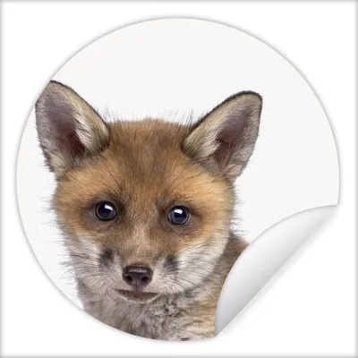 Produktbild von MuchoWow® Runde Wandtattoo - Wandsticker Tapete Aufkleber Fuchs - Tiere - Jungtier - Jungen - Mädchen - Kind Ø 100 cm Selbstklebend und Repositionierbar - Wandaufkleber - Kreis - Tapetenkreis - Wandbild rund - Schlafzimmerdekoration - Wanddeko - runde Tapete - Kunst für zu Hause