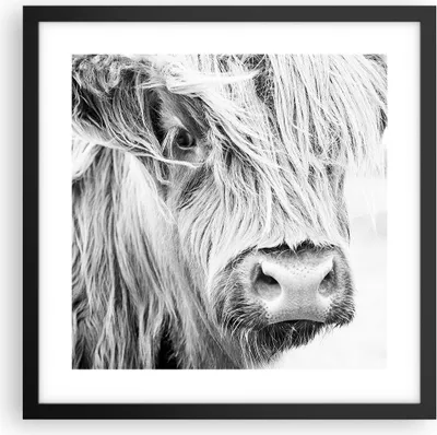 Produktbild von Gerahmtes Poster - Schwarzer Rahmen - Kuh Scotch Tier - 40x40 cm - Wand Bild - Wanddeko - Wandbilder - Kunstposter - Wandposter - Bilderrahmen - Bilder - Kunstdruck - Wanddekoration - P2BAC40x40-5129
