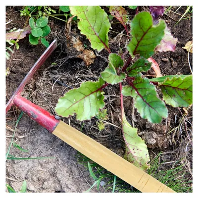 Produktbild von 8 Stück Holzgriffe für Gartenwerkzeuge