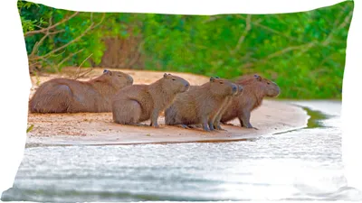 Produktbild von MuchoWow® Zierkissen Sofakissen Wohnzimmer Dekokissen 50x30 cm Vier Wasserschweine sitzen auf einer Sandbank im Pantanal - Wohnzimmerdekoration - Polster mit Photo