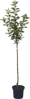 A potted tree against a white background.