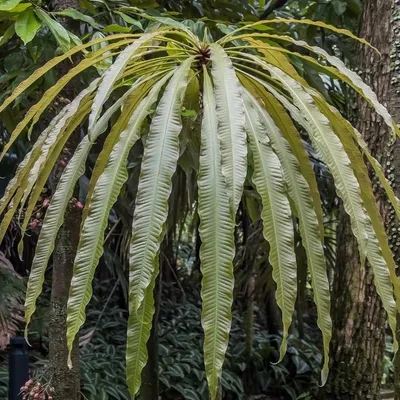 Produktbild von Kun-Job (Barringtonia papuana)  - 1 gekeimter Samen