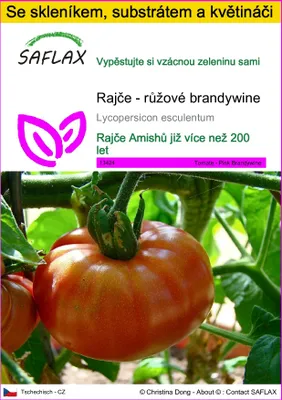 Obrázek produktu pro SAFLAX Kultivační sada - Rajče - růžové brandywine - Lycopersicon esculentum - 10 Semena - S mini skleníkem, pěstebním substrátem a 2 květináči