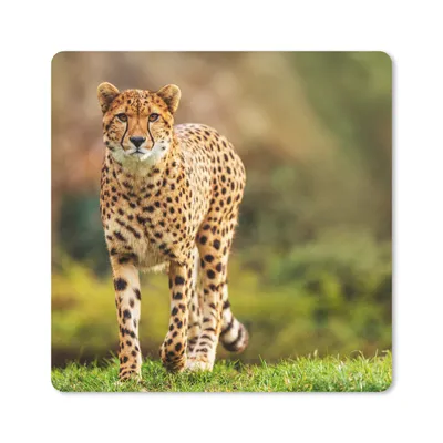 Produktbild von MuchoWow® Mauspad Mousepad Wildtiere - Gras - Leopard - Natur 30x30 cm - Mousepads - Maus Mat - Pad - Mausunterlage - Gaming