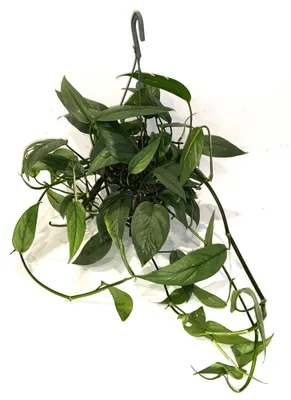 A hanging plant with lush green foliage against a white background.