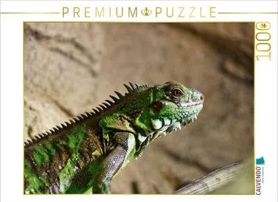 Produktbild von CALVENDO Puzzle Grüner Leguan | 1000 Teile Lege-Größe 64x48cm Foto-Puzzle für glückliche Stunden