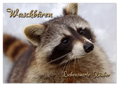 Produktbild von Waschbären (Wandkalender 2027 DIN A2 quer), CALVENDO Monatskalender