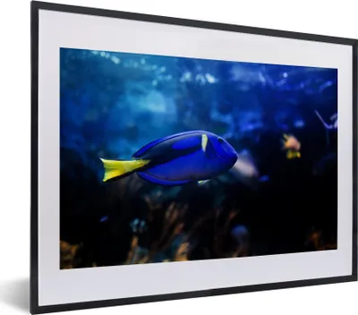 Produktbild von MuchoWow® MuchoWow® Gerahmtes Poster Blauer Fisch im Aquarium 40x30 cm - Poster mit zchwarzem Bilderrahmen - Bilderrahmen - Poster im Rahmen