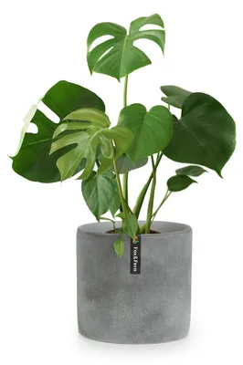Produktbild von Fox & Fern Blumentopf mit Stopfen, Blumentopf Gross für Innen/Außen, Übertopf UV- und Frostbeständig, Polystone-Blumentöpfe , Blumentopf 25 cm Durchmesser, Großer Pflanzentopf für Zimmerpflanzen