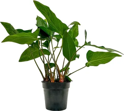 Produktbild von Mutterpflanze Aquariumpflanze Anubias hastifolia Nr.301H XL Pflanze Deko AquaOne