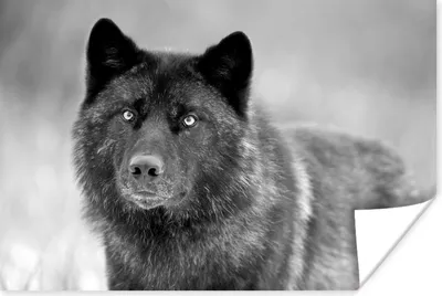 Produktbild von MuchoWow® Poster Schwarzer Wolf in Schwarz und Weiß 60x40 cm - Schlafzimmerdekoration