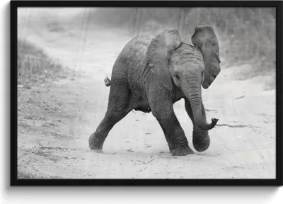 Produktbild von MuchoWow® MuchoWow® Gerahmtes Poster Elefant - Baby - Tiere - Kröte - Schwarz und weiß 90x60 cm - Poster mit zchwarzem Bilderrahmen - Fotorahmen - Foto-Plakat