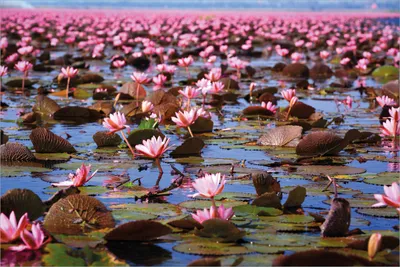 Produktbild von Wallario selbstklebendes Poster - Seerosenlandschaft mit rosa Blüten, Größe: 61 x 91,50 cm