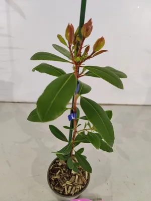 Produktbild von Set mit 4 Erdbeerbaum – Arbutus unedo ‚Cobra‘ – Höhe 35cm – 9cm Topf