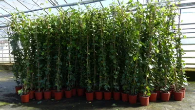 Produktbild von 4 Stück Efeu Pflanze Hedera helix 180 - 200 cm Pyramide Säule winterhart Kletterpflanze Hecke Sichtschutz blickdicht