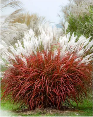 Produktbild von Stauden Gänge 1 x Miscanthus sinensis 'Little Miss' im 1 Liter Topf - kleines rotes Chinaschilf - Klein, charmant und immer ein Hingucker