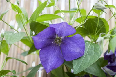 Produktbild von Clematis Hybride 'Jackmanii', Waldrebe, violett, 80–100 cm