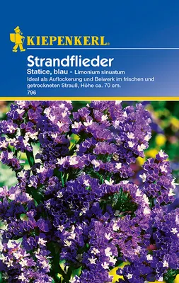 Produktbild von Kiepenkerl Strandfliedersamen Statice