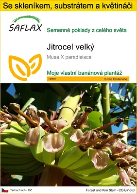 Obrázek produktu pro SAFLAX Kultivační sada - Jitrocel velký - Musa X paradisiaca - 10 Semena - S mini skleníkem, pěstebním substrátem a 2 květináči