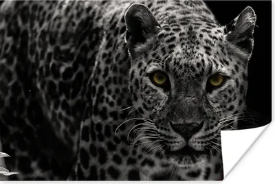 Produktbild von MuchoWow® Poster Schwarz-Weiß-Foto eines farbigen Leoparden 120x80 cm - Bilder
