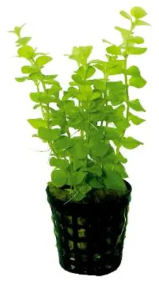 Productafbeelding van Aquaflora Lysimachia Nummularia Aurea | Penningkruid | In Bos met Loodje
