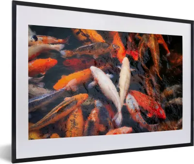 Produktbild von MuchoWow® Gerahmtes Poster Ein Teich mit Koi-Karpfen von oben 60x40 cm - Poster mit Schwarzem Bilderrahmen Wandposter Rahmen Foto Bilder - Schlafzimmer - Plakat in Rahmen - Drucken
