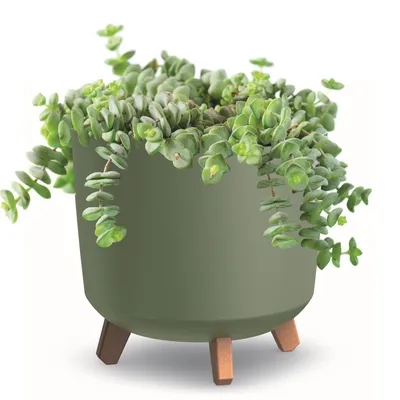 A green planter with wooden legs holding a succulent plant.
