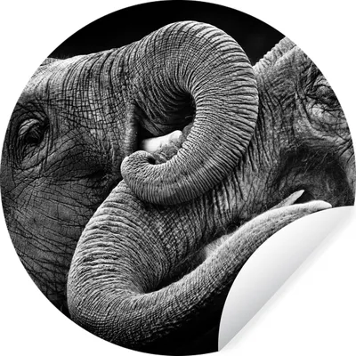 Produktbild von MuchoWow® Runde Wandtattoo - Wandsticker Tapete Aufkleber Elefant - Tiere - Schwarz - Weiß Ø 30 cm Selbstklebend und Repositionierbar - Wandaufkleber - Kreis - Wandbild - Fototapete - Selbstklebend - Dekoration - Wandschmuck - Schlafzimmer