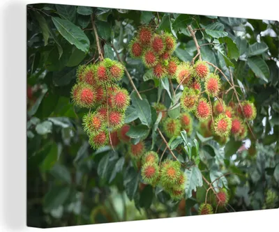Produktbild von OneMillionCanvasses® - Leinwandbilder - 140x90 cm, Ramboetan-Frucht, Wandbilder Kunstdruck Wanddekoration