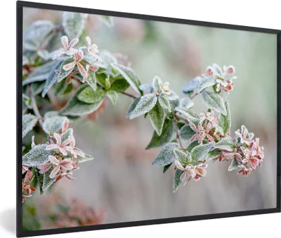 Produktbild von MuchoWow® MuchoWow® Gerahmtes Poster Pflanzen - Gefroren - Winter 60x40 cm - Poster mit zchwarzem Bilderrahmen - Printing - Wanddeko Schlafzimmer