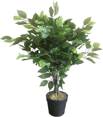 Produktbild von Famanu Kunstpflanze Ficus 60 cm - Realistische Dekoration