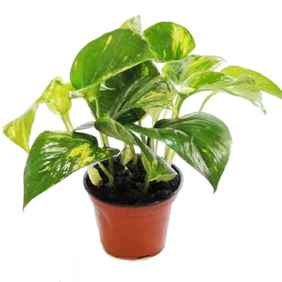 Produktbild von Efeutute - Scindapsus - Epipremnum - 12cm Topf - Zimmerpflanze
