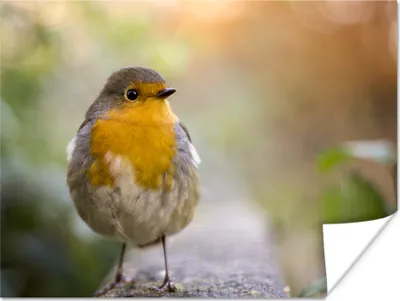 Produktbild von MuchoWow® Poster Vögel - Rotkehlchen - Baum 120x90 cm - Wandbild
