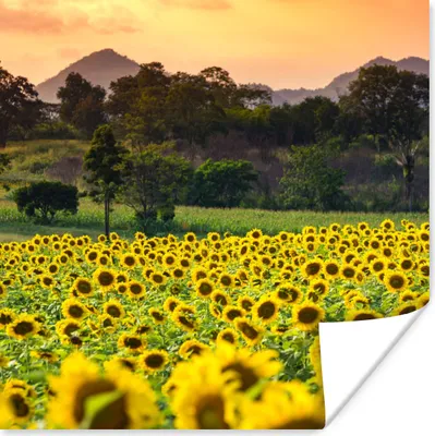 Produktbild von MuchoWow® Poster Sonnenblume - Natur - Berg 100x100 cm - Babyzimmer