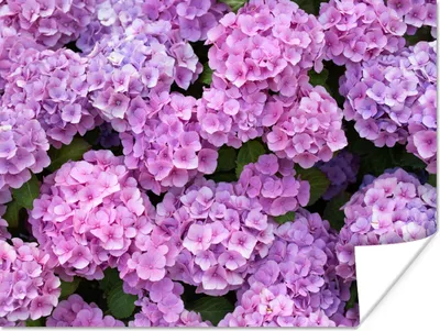 Produktbild von MuchoWow® Poster Blumen - Hortensie - Strauch - Rosa - Blütenblätter 120x90 cm - Wandbild