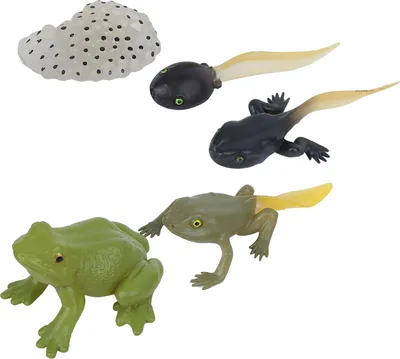 Produktbild von Ranidae Rastový cyklus Model Deti Miniatúrne Simulácia Zviera Skoré Vzdelávanie Socha Hračka