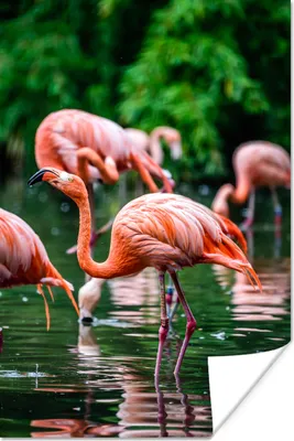 Produktbild von MuchoWow® Poster Flamingo - Tropisch - Vogel - Wasser - Rosa 40x60 cm - Plakate für die Wand - Poster Babyzimmer