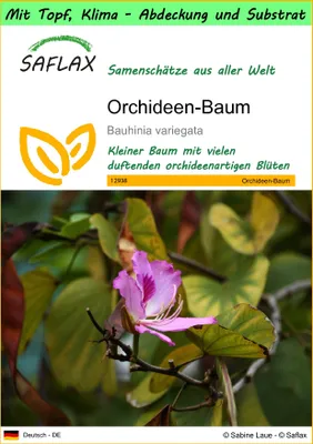 Produktbild von SAFLAX Garden to go - Orchideen-Baum - Bauhinia variegata - 8 Samen - Mit Topf, Klima - Deckel und Anzuchtsubstrat