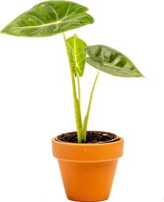 Obrázok produktu pre Gardners Alocasia Frydek, priemer 6 cm