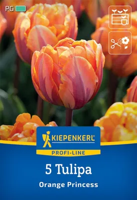 Produktbild von Kiepenkerl Gefüllte späte Tulpe Orange Princess Tulipa hybrids 5 Zwiebeln