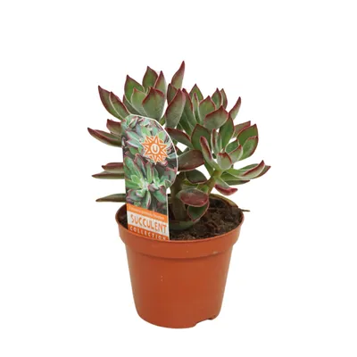 Image de Echeveria Devotion, plante succulente, 14 cm