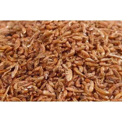 Produktbild von 30 Liter Premium Bachflohkrebse - Koi - Gammarus ca. 3,0 kg