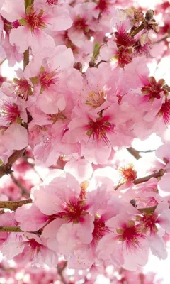 Produktbild von Fototapete - Apple Blossom 150x250cm - Vliestapete