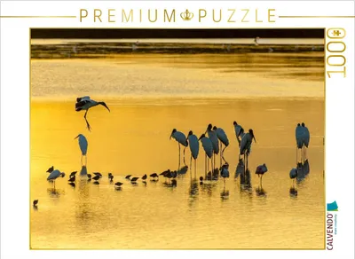 Produktbild von CALVENDO Puzzle Ein Motiv aus dem Kalender Waldstorch und Anhinga | 1000 Teile Lege-Größe 64x48cm Foto-Puzzle für glückliche Stunden