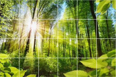 Produktbild von Fliesenaufkleber 15x15 cm – 24 Stück – Selbstklebend – Wasserfest – Pflegeleicht – Hitzebeständig – Für Küche & Bad – Sonnenstrahlen im Wald
