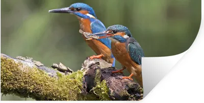 Produktbild von MuchoWow® Wandtattoo Wandsticker Wandaufkleber Eisvogel - Fisch - Zweig 120x60 cm Selbstklebend und Repositionierbar - Sticker - Dekorfolie